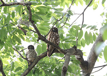 アオバズク写真